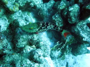 Rainbow Parrotfish
