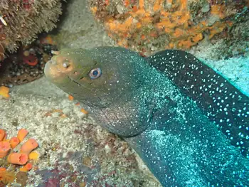 Panamic Moray Eel
