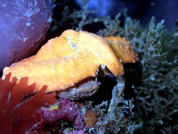 Umbrella Crab