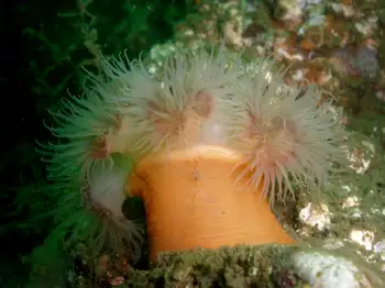 Metridium Anemone
