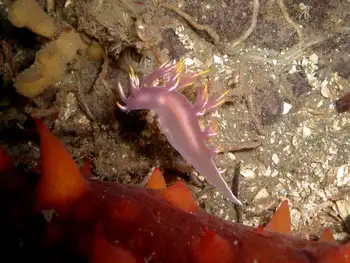Multicolor Dendronotid