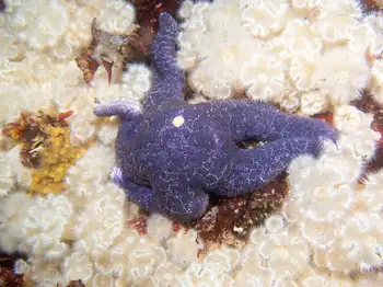 mottled star