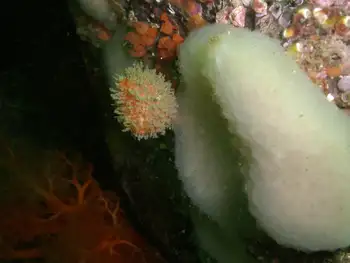 Lobed Compound Tunicate