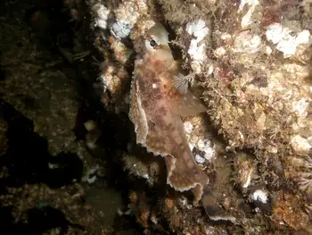 Sailfin Sculpin