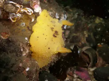 Monterey Sea Lemon