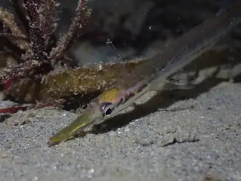 Tubesnout Fish