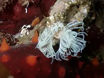 White Crown Calcareous Tube Worm