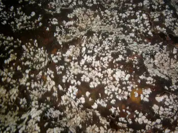 Coral Bryozoans