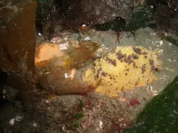 Monterey Sea Lemon
