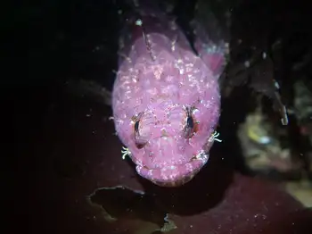 sculpin