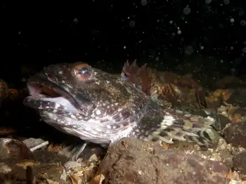 Cabezon Sculpin