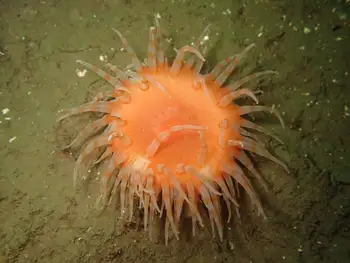 Painted Anemone