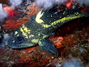 china rockfish