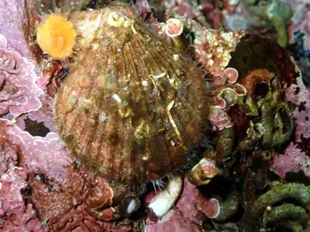 Smooth Pink Scallop