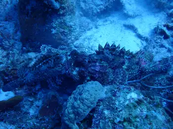 Pacific Stonefish