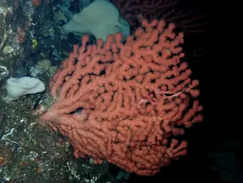 Bubblegum Coral