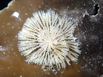 garland hydroid