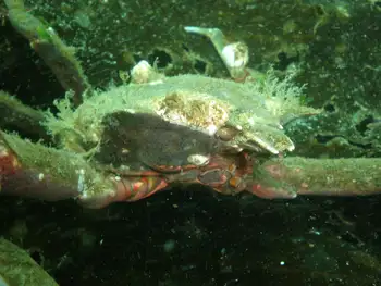Northern Kelp Crab