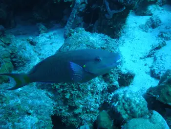 Parrotfish