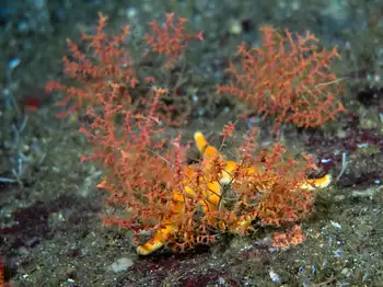 dwarf red gorgonian coral