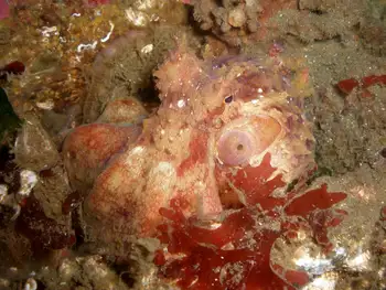 Red Octopus