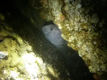 Wolf Eel