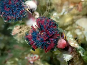 Vancouver Feather Duster Worm