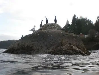 Sea Birds