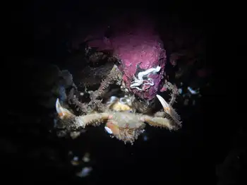 Moss Crab