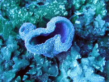 azure vase sponge