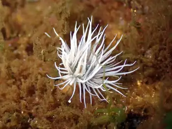 diadumene anemone