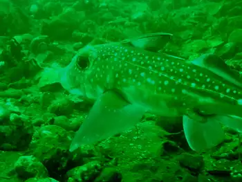 ratfish