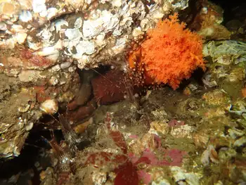 Coonstripe Shrimp