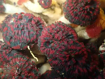 Vancouver Feather Duster Worms