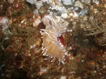 Alabaster Nudibranch