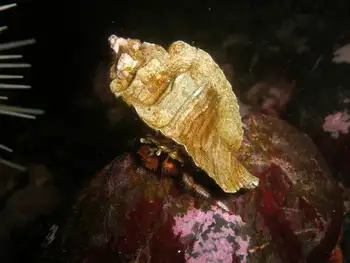 Bering Hermit Crab
