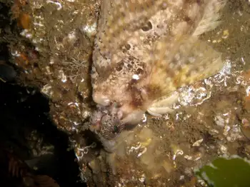 Sailfin Sculpin