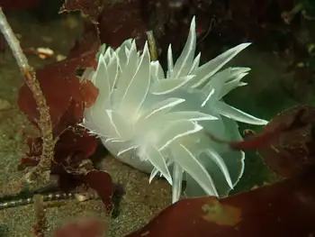 Alabaster Nudibranch