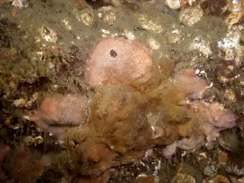 Leaf Crust Bryozoan
