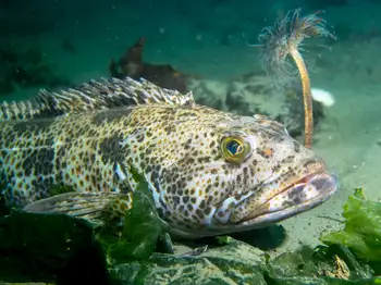 Lingcod