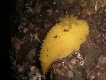 Monterey Sea Lemon