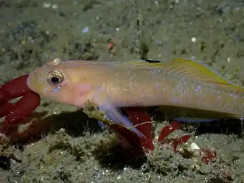 Blackeye Goby