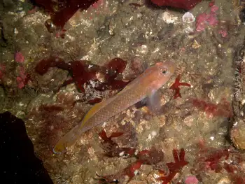 Blackeye Goby