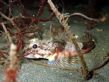 Roughback Sculpin
