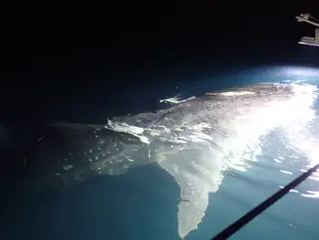 Whale Shark