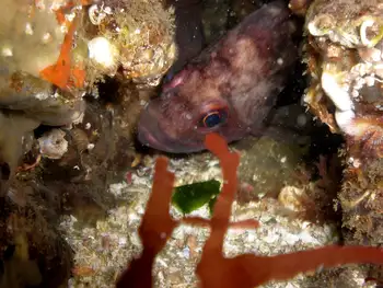 Brown Rockfish