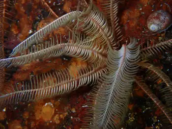 Northwest Feather Star