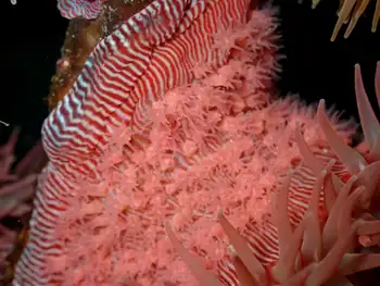 Proliferating Anemone