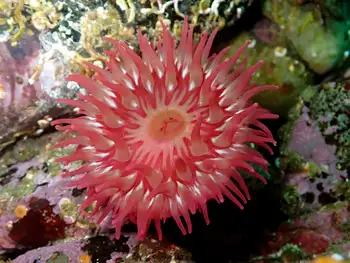 Anemone