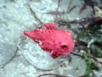 Spiny Lumpsucker